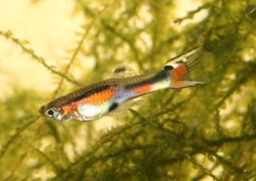 Mooie volwassen Endler visjes, Dieren en Toebehoren, Vissen | Aquariumvissen, Zoetwatervis, Vis, Schoolvis