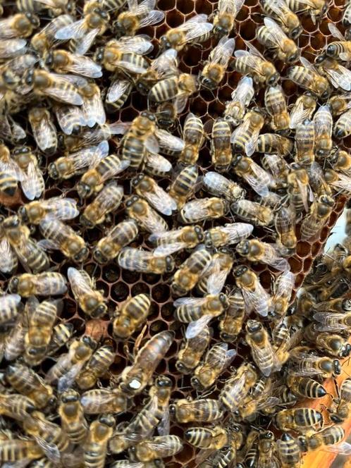 Bijenvolken, Dieren en Toebehoren, Overige Dieren, Vrouwelijk