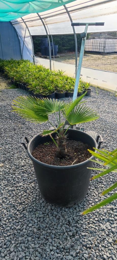 Trachycarpus princeps palmboom, Tuin en Terras, Planten | Bomen, Palmboom, Ophalen