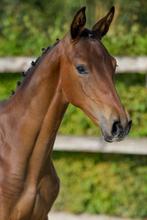 BWP Veulen Hengst Jumping, 0 à 2 ans, Cheval de saut, 170 à 175 cm, Vermifugé