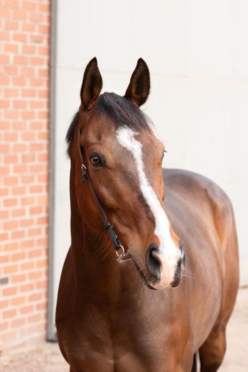 Gezelschaps- of wandelpaard, Dieren en Toebehoren, Paarden, Ruin, Zadelmak, 165 tot 170 cm, 7 tot 10 jaar, Recreatiepaard, Met stamboom