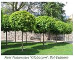 BOL-ESDOORN (ACER Platanoides "GLOBOSUM"), HOOGSTAM 35€/Stuk, Tuin en Terras, Ophalen, Lente, Bolboom, 250 tot 400 cm