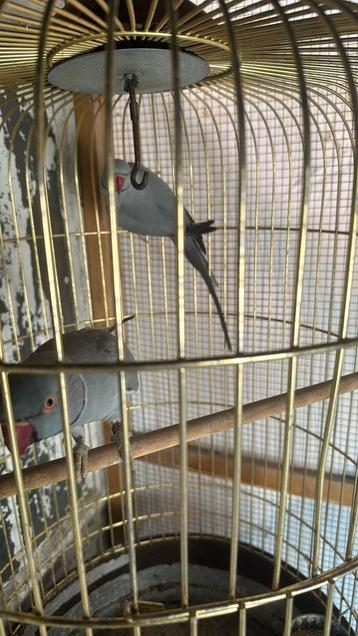 Twee Halsbandparkiet pratend heel goed en komen welf naar u beschikbaar voor biedingen