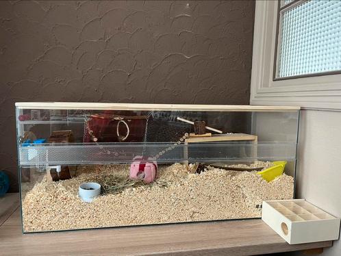 Hamster glazen kooi/ terrarium met toebehoren, Dieren en Toebehoren, Knaagdieren en Konijnen | Hokken en Kooien, Ophalen