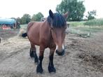 Trekpaard merrie 4 jaar, Dieren en Toebehoren, Merrie