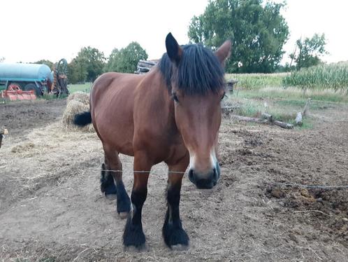 Trekpaard merrie 4 jaar, Dieren en Toebehoren, Paarden, Merrie
