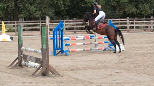 Getalenteerde D-pony, Dieren en Toebehoren, Pony's, Merrie