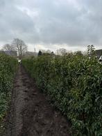 Prunus Lusitanica, Enlèvement