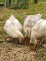 Baby witte ganzen, Dieren en Toebehoren, Pluimvee, Gans of Zwaan