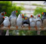 6 mandarins couples a donner, Enlèvement