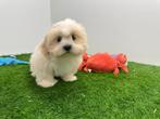Nestje Lhasa Apso pups