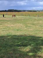 weide te huur, Dieren en Toebehoren, Weidegang, 4 paarden of pony's of meer