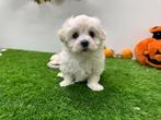 Nestje Maltezer pups, Dieren en Toebehoren, België, Maltezer, CDV (hondenziekte), 8 tot 15 weken