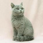 Britse Korthaar (Colorpoint & Blauw) kittens te koop, Poes, Gechipt, 0 tot 2 jaar