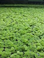 Salvinia Minima, Ophalen, Nieuw, Plant(en), Steen of Hout