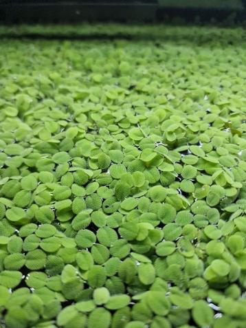 Salvinia Minima beschikbaar voor biedingen