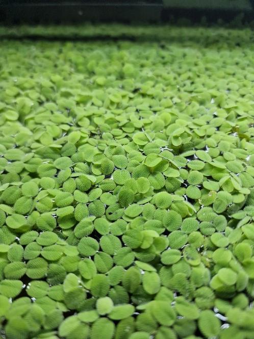 Salvinia Minima, Dieren en Toebehoren, Vissen | Aquaria en Toebehoren, Nieuw, Plant(en), Steen of Hout, Ophalen