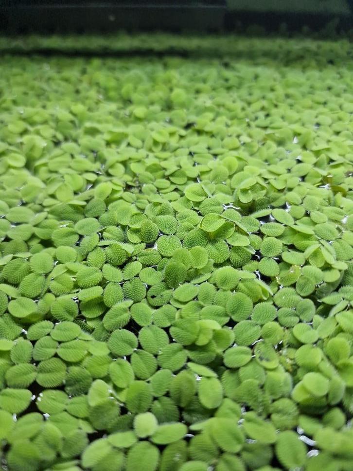 Salvinia Minima, Dieren en Toebehoren, Vissen | Aquaria en Toebehoren, Nieuw, Plant(en), Steen of Hout, Ophalen