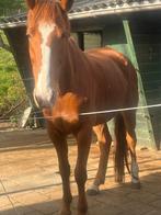 Lieve grote ruin zoekt huisje, Gechipt, Ruin, Niet van toepassing, 7 tot 10 jaar