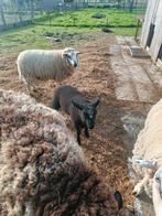 Lam en 1 jarig schaap, Schaap