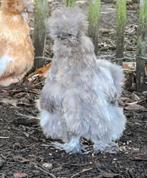 Hennen usa zijdehoenders sierkippen zijdehoen kippen frizzle, Dieren en Toebehoren, Vrouwelijk, Kip