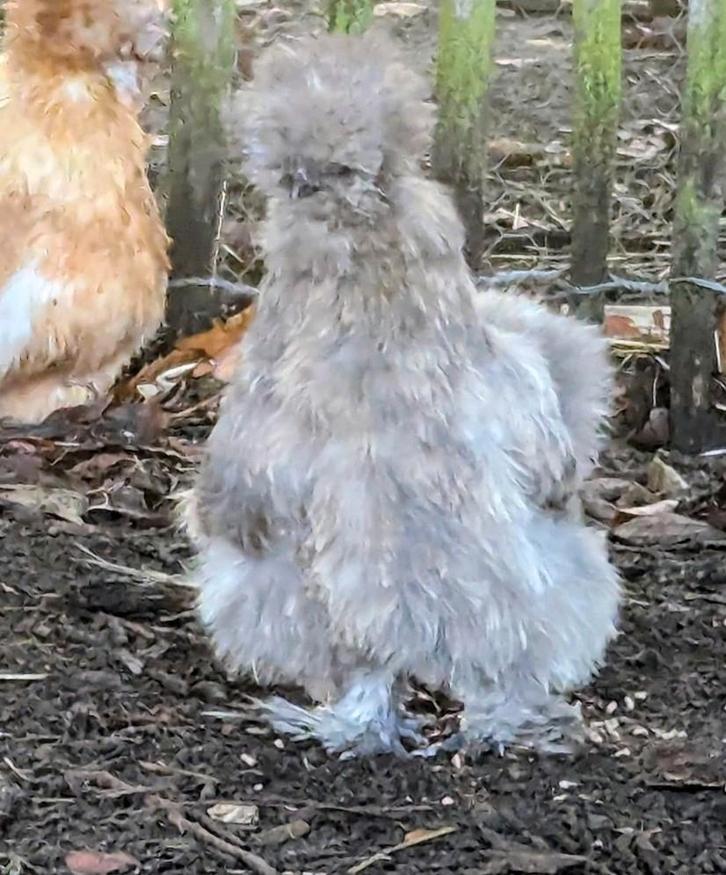 Hennen usa zijdehoenders sierkippen zijdehoen kippen frizzle, Dieren en Toebehoren, Pluimvee, Kip, Vrouwelijk