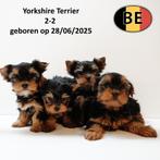Schattige Yorkshire-puppy’s te koop, Dieren en Toebehoren, Honden | Jack Russells en Terriërs, Yorkshire Terriër, België, Handelaar