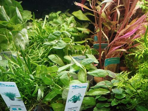 Hobbyaquarium planten alles 1 prijs uitzoeken, Animaux & Accessoires, Poissons | Poissons d'aquarium, Poisson