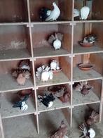 Amerikaanse pauwstaartjes, Dieren en Toebehoren, Meerdere dieren, Overige soorten