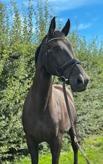 Dressuurpaard te koop, Dieren en Toebehoren, Paarden, Merrie, Gechipt, M, Dressuurpaard