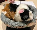 Beertje zoekt een gouden  huisje, Dieren en Toebehoren, Cavia, Augustus, Mannelijk, Tam