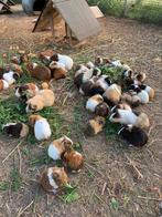 Cavia’s