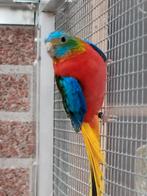 Turquoisine roodbuik opaline man, Dieren en Toebehoren, Mannelijk, Geringd