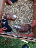 Cavia's, Dieren en Toebehoren, Knaagdieren, Juli, Mannelijk, Cavia
