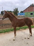 Chique groot merrieveulen, Dieren en Toebehoren, Paarden, Merrie, Springpaard, Gechipt, 0 tot 2 jaar