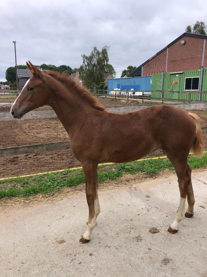 Chique groot merrieveulen, Dieren en Toebehoren, Paarden, Merrie, Onbeleerd, 0 tot 2 jaar, Springpaard, Met stamboom, Gechipt
