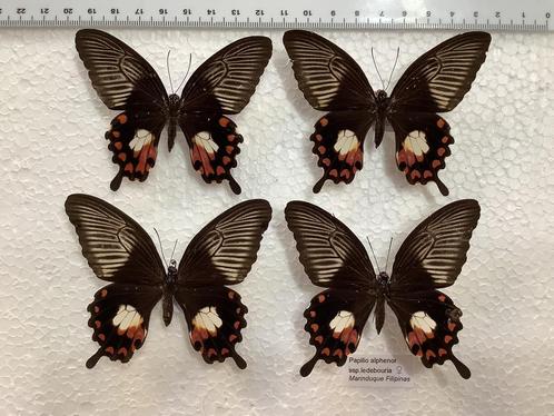 P. alphenor, 7€/ specimen, Dieren en Toebehoren, Insecten en Spinnen