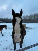 Ter adoptie Seal Rock, Dieren en Toebehoren, Paarden