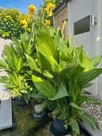 Cana , ideale vijver moerasplant., Ophalen