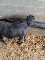 Shetland Merry, Dieren en Toebehoren, Schapen, Geiten en Varkens