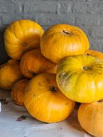Pompoenen, Divers, Produits alimentaires, Enlèvement