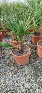 Chamaerops humilis palmboom, Tuin en Terras, Ophalen of Verzenden