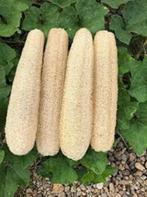 Sponscourgette, Tuin en Terras, Ophalen of Verzenden