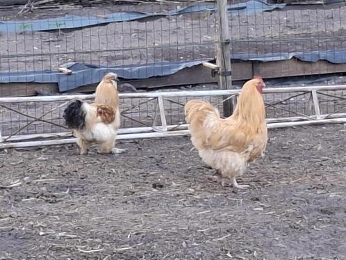 Nog enkele hanen beschikbaar !!!., Dieren en Toebehoren, Pluimvee, Kip, Mannelijk