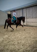 Donkervosse merrie - Jazz X Donnerhall - 2011, Dieren en Toebehoren, Paarden, Merrie, 165 tot 170 cm, Gechipt, 11 jaar of ouder