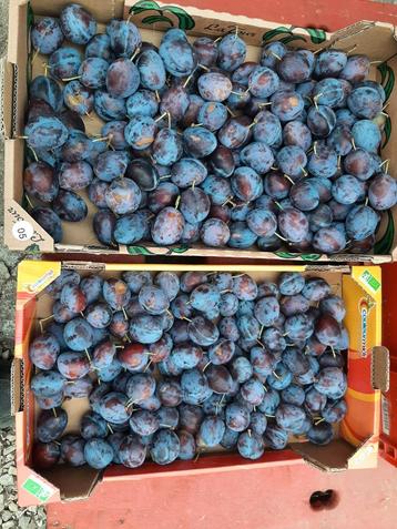 prunes, prun beschikbaar voor biedingen