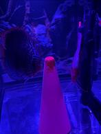 Aquarium 130L idéal pour couple de discus, Dieren en Toebehoren, Ophalen, Zo goed als nieuw