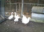 ganzen te koop, Dieren en Toebehoren, Geslacht onbekend, Gans of Zwaan