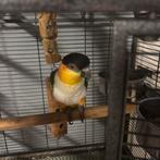 Caique, Mannelijk, Parkiet, Geringd