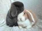 Prachtig mooi mega lief handtam broer-zus Minilop koppeltje, Dieren en Toebehoren, Konijnen, Meerdere dieren, Klein, Hangoor, 0 tot 2 jaar